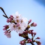 山滝野春の花06